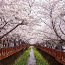 봉산로터리시청진입로 | 🌸진해 군항제 주차장 위치 총정리 (주차장 위치, 교통 통제 셔틀버스, 혼잡 시간 피하기)