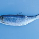 국제동물병원 이미지