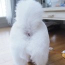 강아지 셀프미용 / 흑조 요술가위 하나로 폼피츠 미용 완료~^^