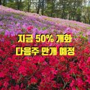 (주)더제이푸드 | 군포 산본 철쭉축제 개화 상태 | 이번 주 50% 다음 주 만개 예상