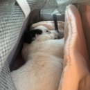 4산단5길 | 포인핸드 입양후기:: 나는 정말 그럴 생각이 없었는데(아마도) 그런데 말입니다 둘째 강아지 입양기...