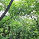 872회 일요걷기(7.12) 독바위역에서 북한산기슭~수변길 호수~이말산숲길~숨은수변길 이미지