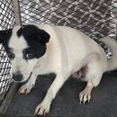 창녕반점 이미지