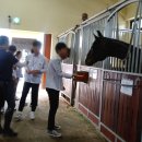 제주한라대학교 마사학부 실습승마장 이미지