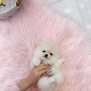 내품안의반려견 은평점 이미지