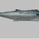 태평양광택 이미지