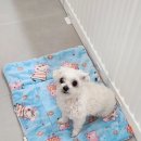 세상 편하개 이미지