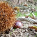 산내들흑염소 이미지