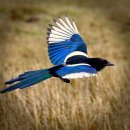 까치자동차 이미지