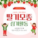 아이사랑몬테소리 어린이집 | [몬테소리 어린이집] 수성아이파크 어린이집 딸기 심기 야외 활동