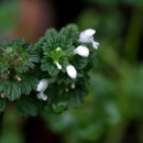 지구레코드 이미지