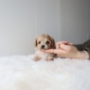 착한애견분양(원주점) 이미지