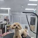 꽃보라개 이미지