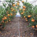 제주후니네 이미지