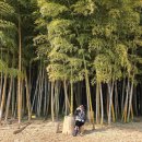 소나무목장 | [제주 대한목장카페] 대한목장 방문 후기