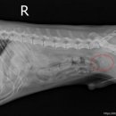 선부중앙동물의료센터 이미지