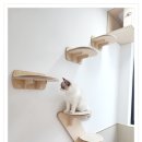 아이조아 캣파크 서울점 이미지