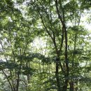 달천계곡 상류 | 청주 옥화9경 관광길, 5경 금봉에서 9경 박대소