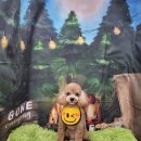 누렁이도 찰스로 이미지