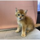 강아지와 고양이 이미지