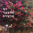 위미온 | 위미동백꽃 제주 겨울 여유로움 만끽 애견동반 가능한 동박낭 카페