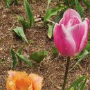 펜션델리앙 이미지