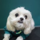 루시펫살롱 이미지