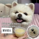 강아지 여름 아이스크림 찾는다면, 어페일블루닷 본브로스 내돈내산 급여 후기