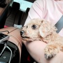 헬로우, 마루네 애견운동장 이미지