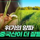 위기의 양파 비싼중국산이 더 잘팔린다. 이미지