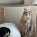 (주)에스엔디유통(진영-부산) | 고양이 간식 추천 2탄