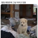 시저