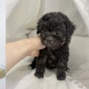 군위군 환경관리센터 | 군위 유기동물보호센터 블랙탄포메라니안 정성 가득한곳