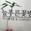 늘푸른꽃방 네이버블로그