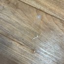 송이캣 | 고양이 급수기 추천 고양이 정수기 내돈내산 캣디피