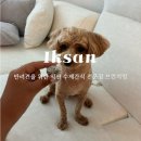 브런치멍 | 익산 강아지 수제간식 모현동 반려견을 위한 브런치멍