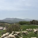 방목목장 | 부모님이랑 힐링하고온 대관령양떼목장 후기!! +양 방목 시간