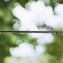 백제종계장 이미지