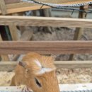 애니멀랜드 이미지