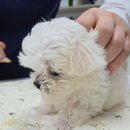 용문조아동물병원 이미지