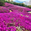 철쭉동산 이미지
