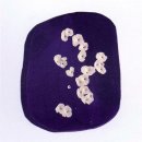 마이스터 아우토 이미지