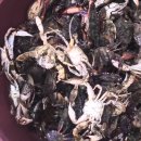 4월29일.민어,갑오징어,병어,복어,웅어,참가자미,참돔,각시박대,딱돔,아귀,삼치,농어,눈뽈떼기,우럭,잡어 이미지