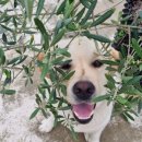 야호콩콩민박 이미지