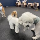 프리독스 이미지