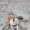 강부자 농장 이미지