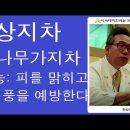 뽕잎의 놀라운 효능 ; 혈관건강 | 당뇨예방 | 면역력강화 | 뇌건강 | 비만방지 | 피부미용 | 골다공증예방 | 항암효과 | 간기능개 이미지