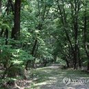 파주삼릉 이미지