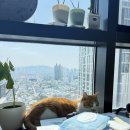샤인고양이메디컬센터 | [고양이 특발성 발작] 이요, 병원을 옮기다! 송파 샤인동물메디컬센터