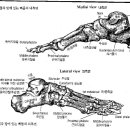 축구선수 발의 부상과 재활(2-1) 이미지